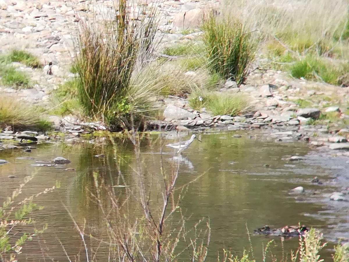 Common Greenshank - ML152867071