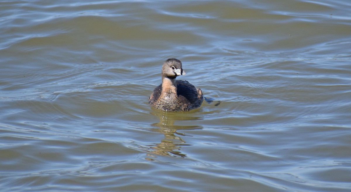 Pied-billed Grebe - ML152867141