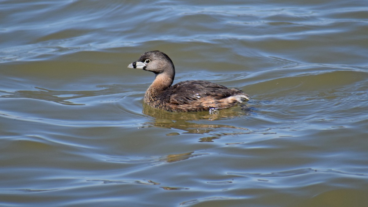 Pied-billed Grebe - ML152867151