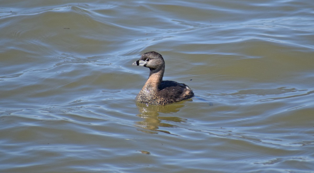 Pied-billed Grebe - ML152867161