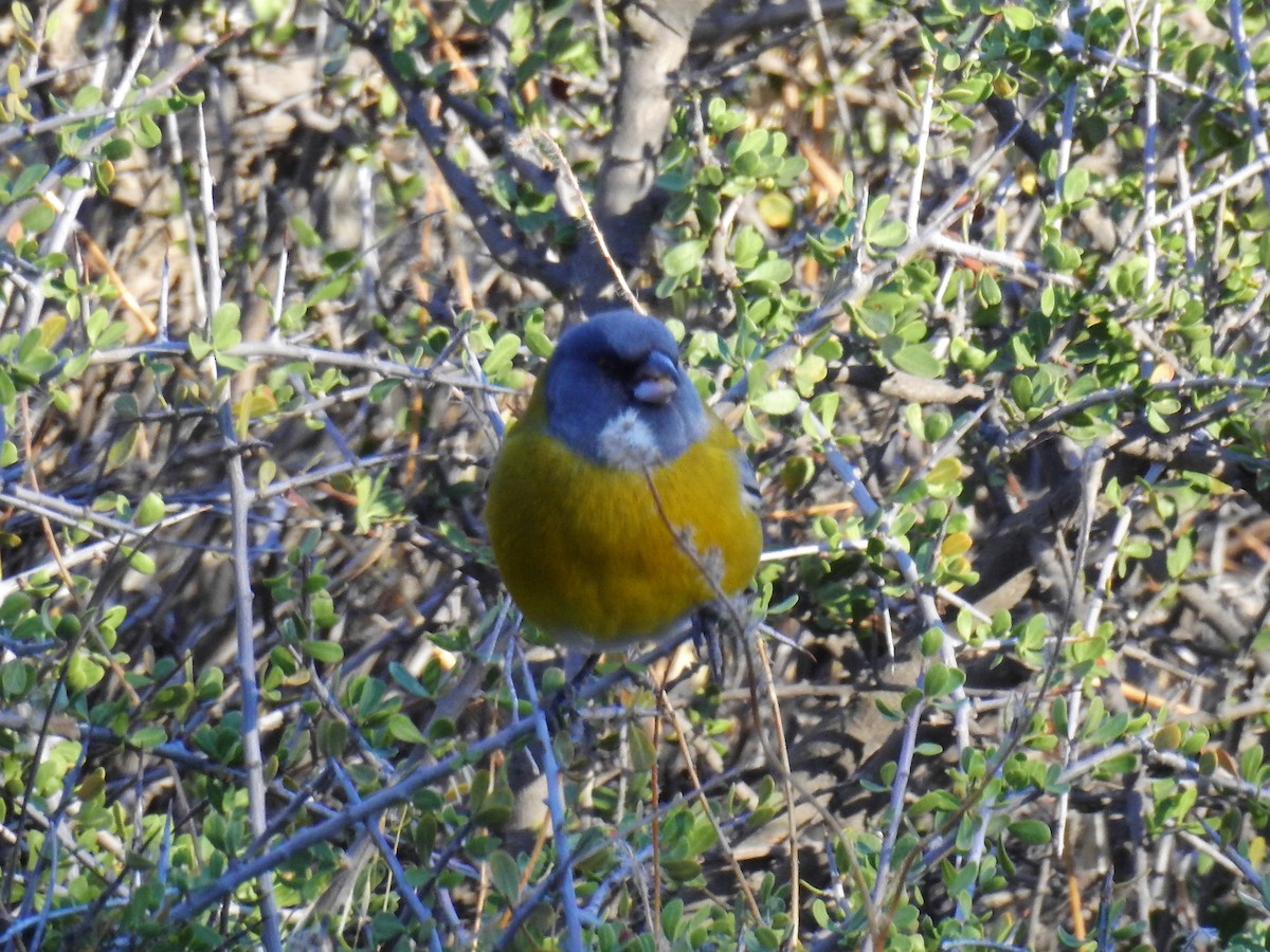 Gray-hooded Sierra Finch - ML152867451