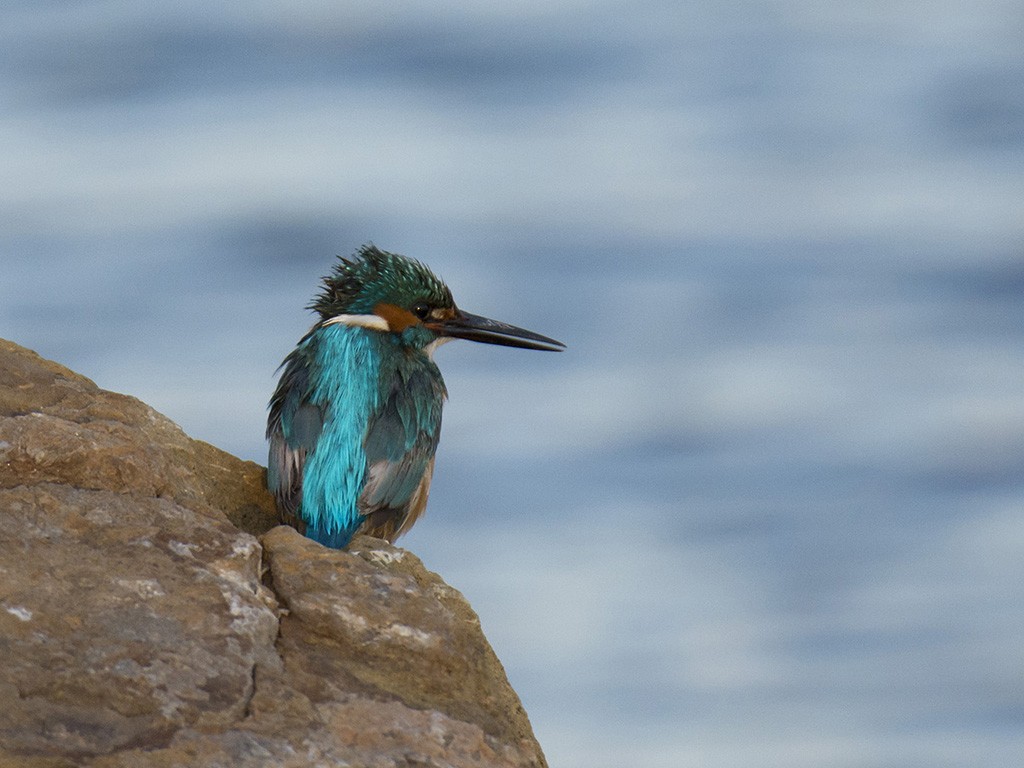 Martin-pêcheur d'Europe - ML152867791