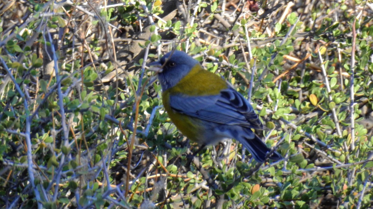 Gray-hooded Sierra Finch - ML152868041