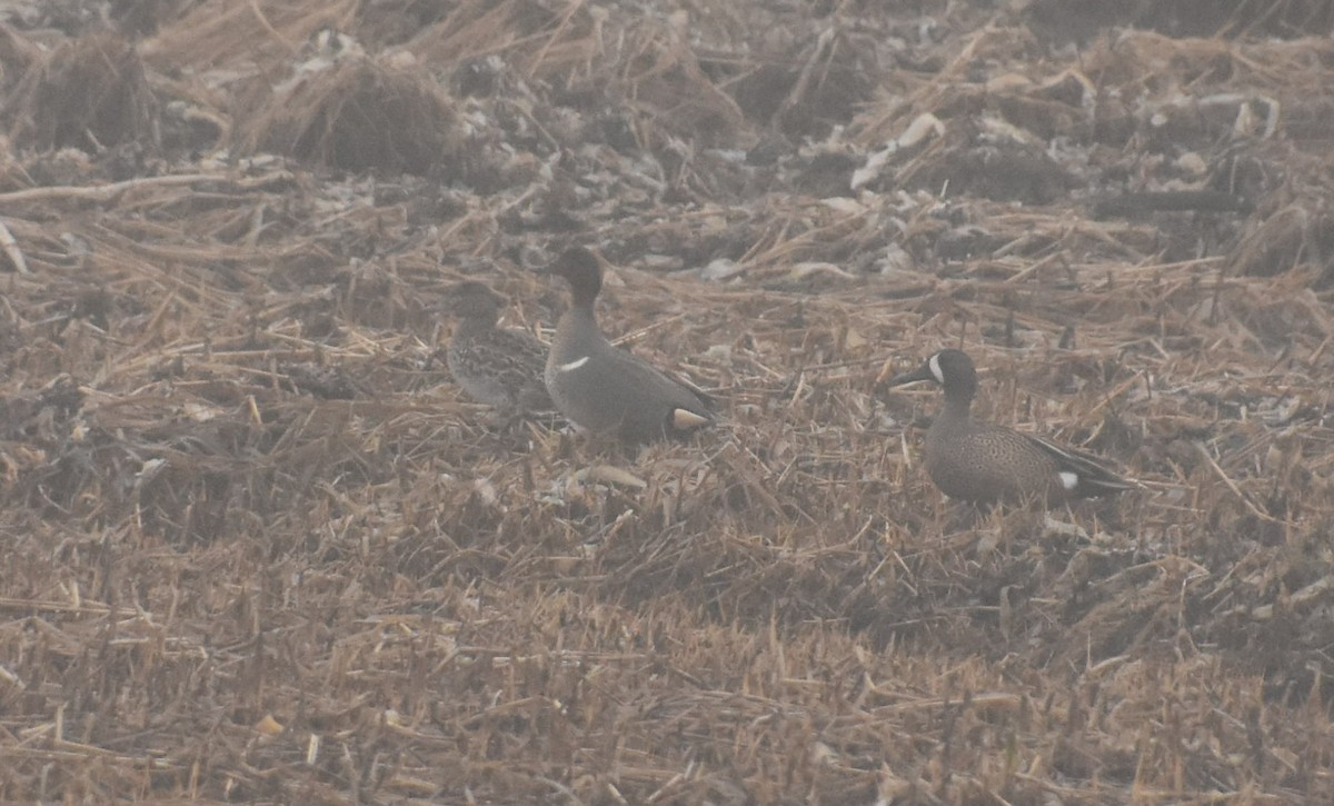 Blue-winged Teal - ML152868641