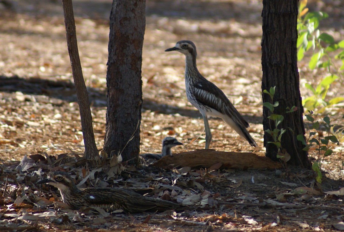 Bush Thick-knee - ML152868901