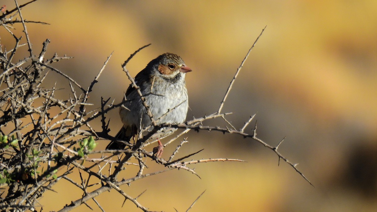 Mourning Sierra Finch - ML152870461