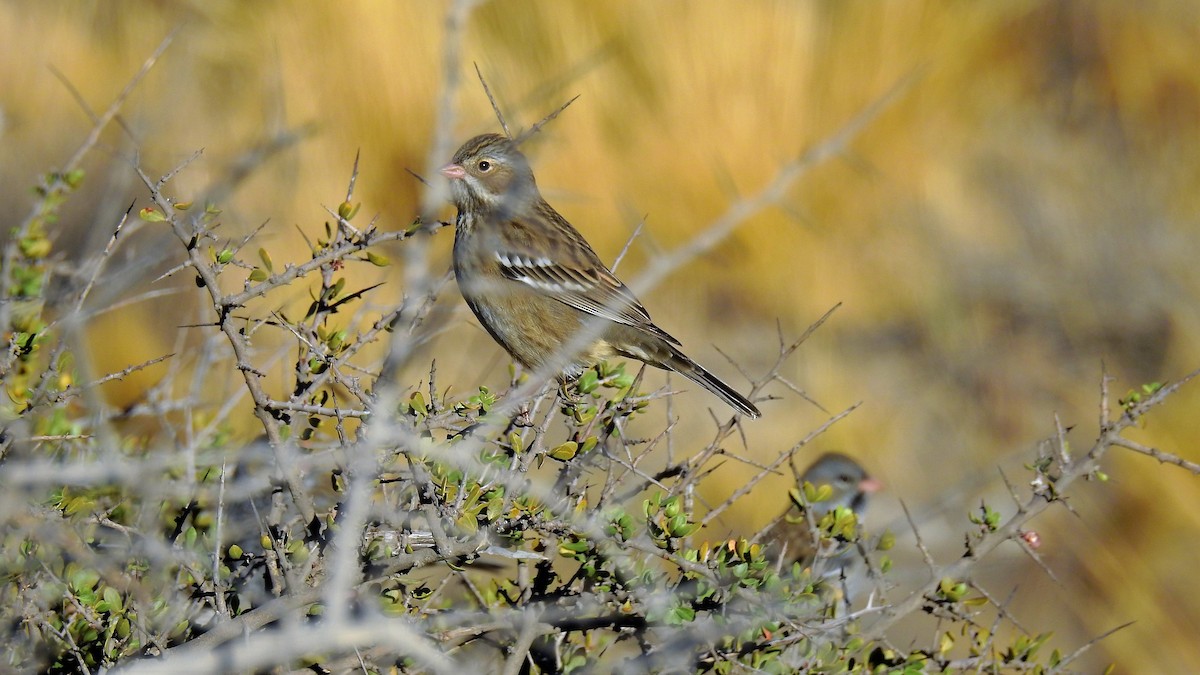 Mourning Sierra Finch - Pablo Alejandro Pla