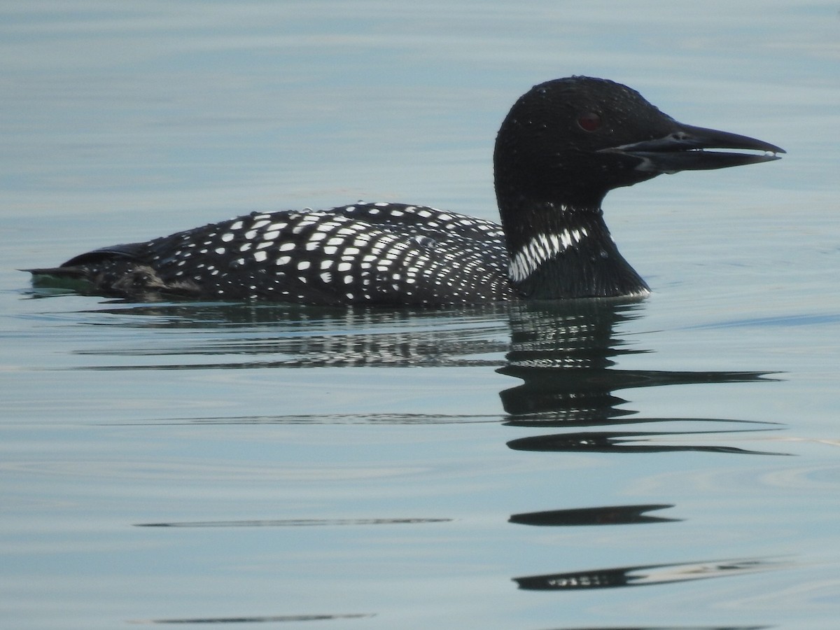 Plongeon huard - ML152870901