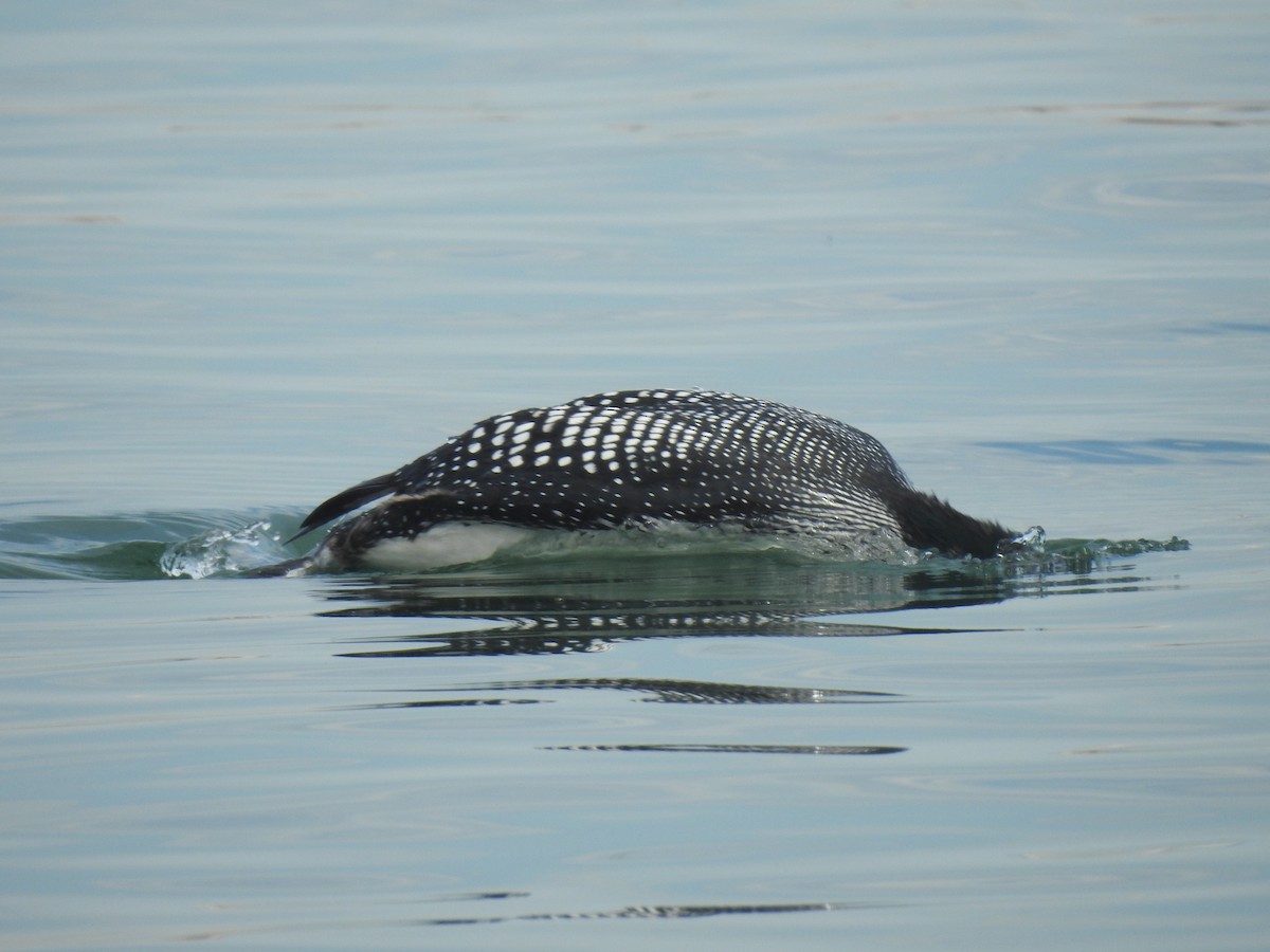 Plongeon huard - ML152870971