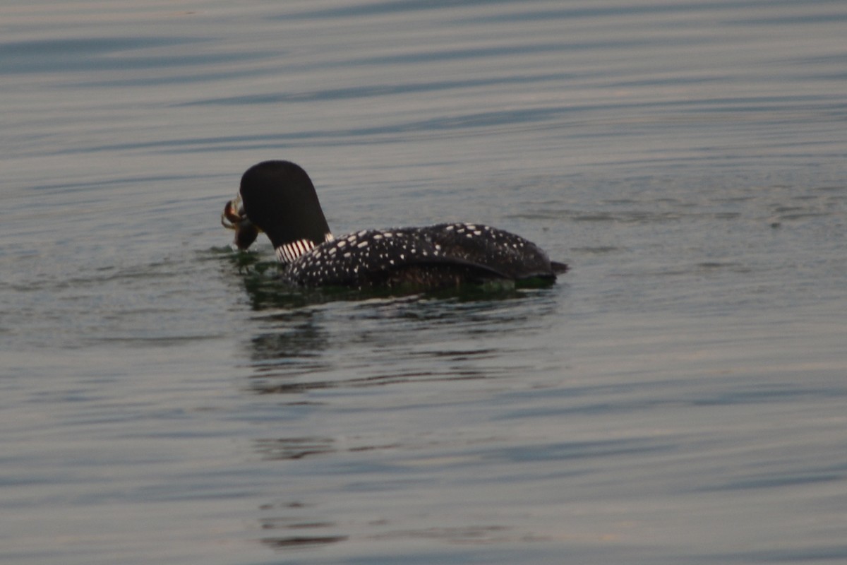 Plongeon huard - ML152871201