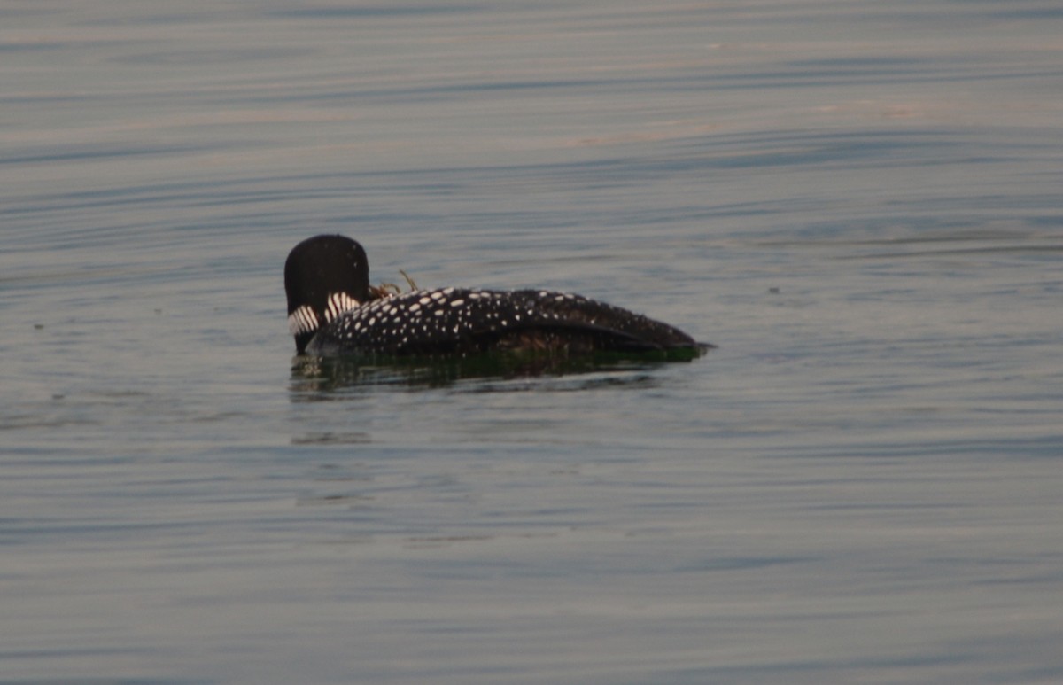 Plongeon huard - ML152871211