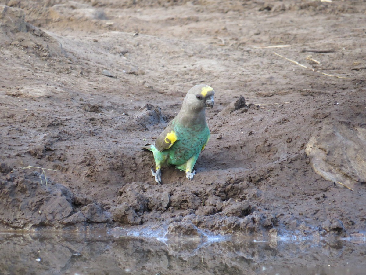 Meyer's Parrot - ML152871831