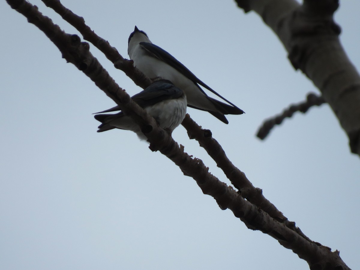 Tree Swallow - ML152871851