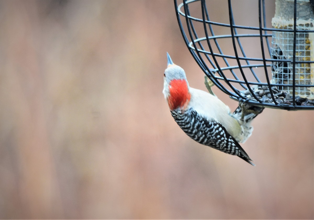 Red-bellied Woodpecker - ML152873871