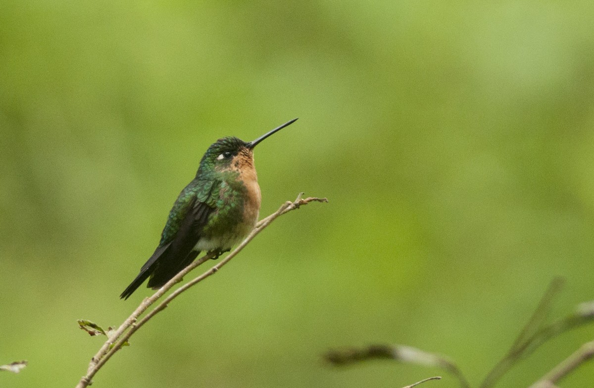 Blue-capped Puffleg - ML152873981