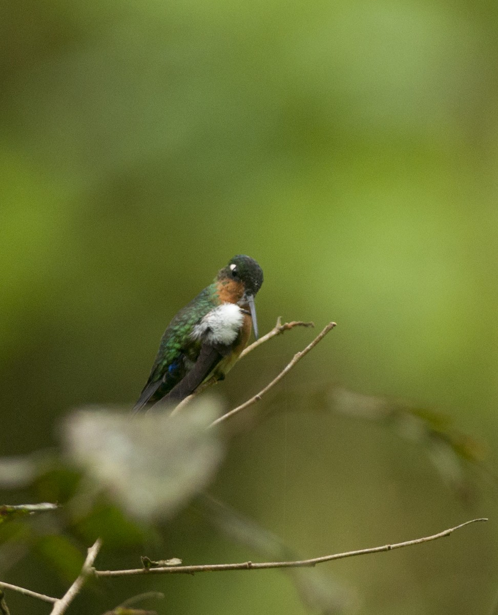 Blue-capped Puffleg - ML152873991