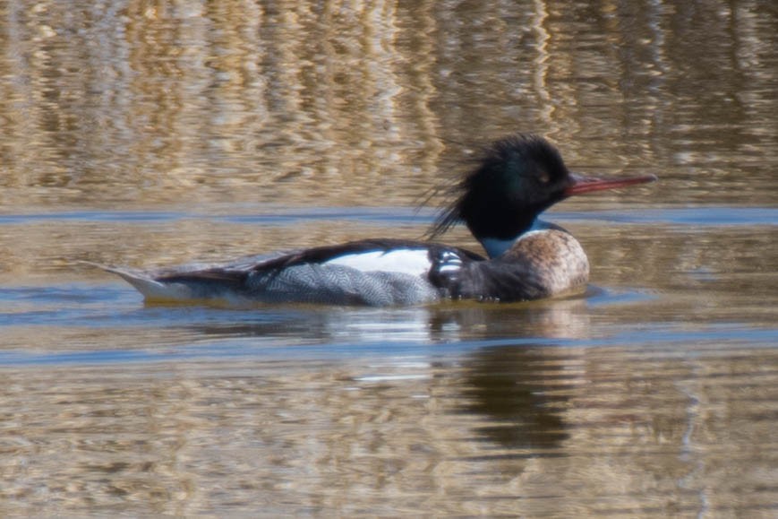 Red-breasted Merganser - Steve Flood