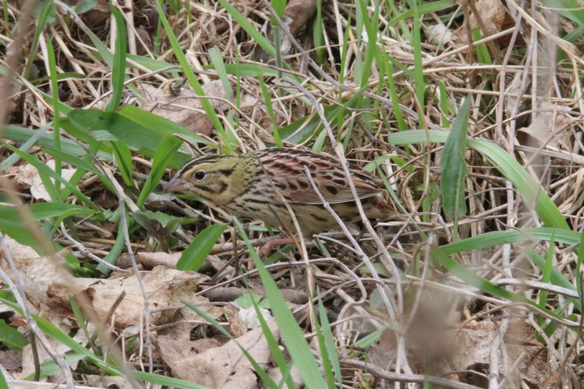 Henslow's Sparrow - ML152874041