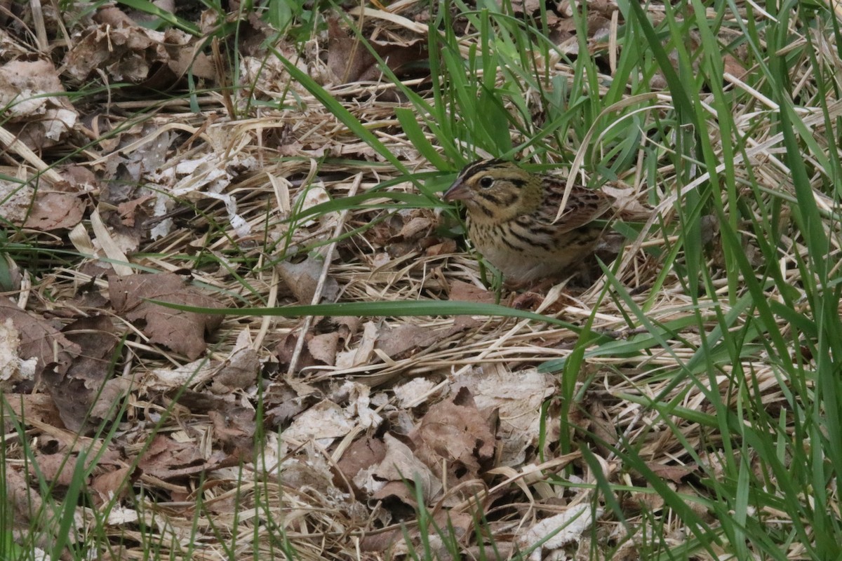 Henslow's Sparrow - ML152874051