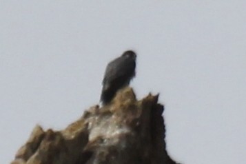 Peregrine Falcon - ML152875361