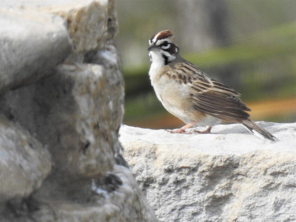 Lark Sparrow - Richard Park