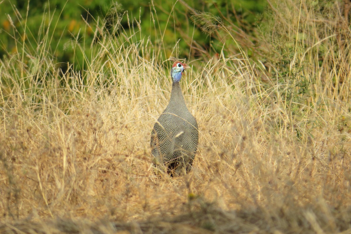 Helmeted Guineafowl - ML152875841