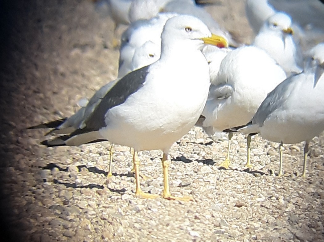 Lesser Black-backed Gull - Tucker Lutter