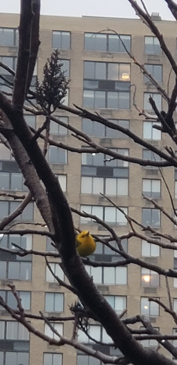 Prothonotary Warbler - ML152876021