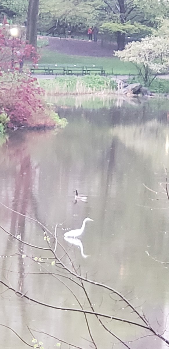 Great Egret - ML152876221