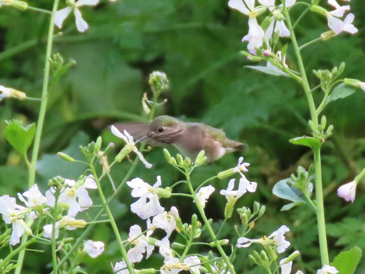 Calliope Hummingbird - ML152876331