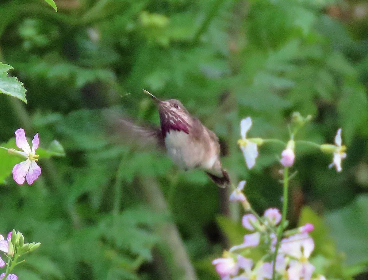 Calliope Hummingbird - ML152876341