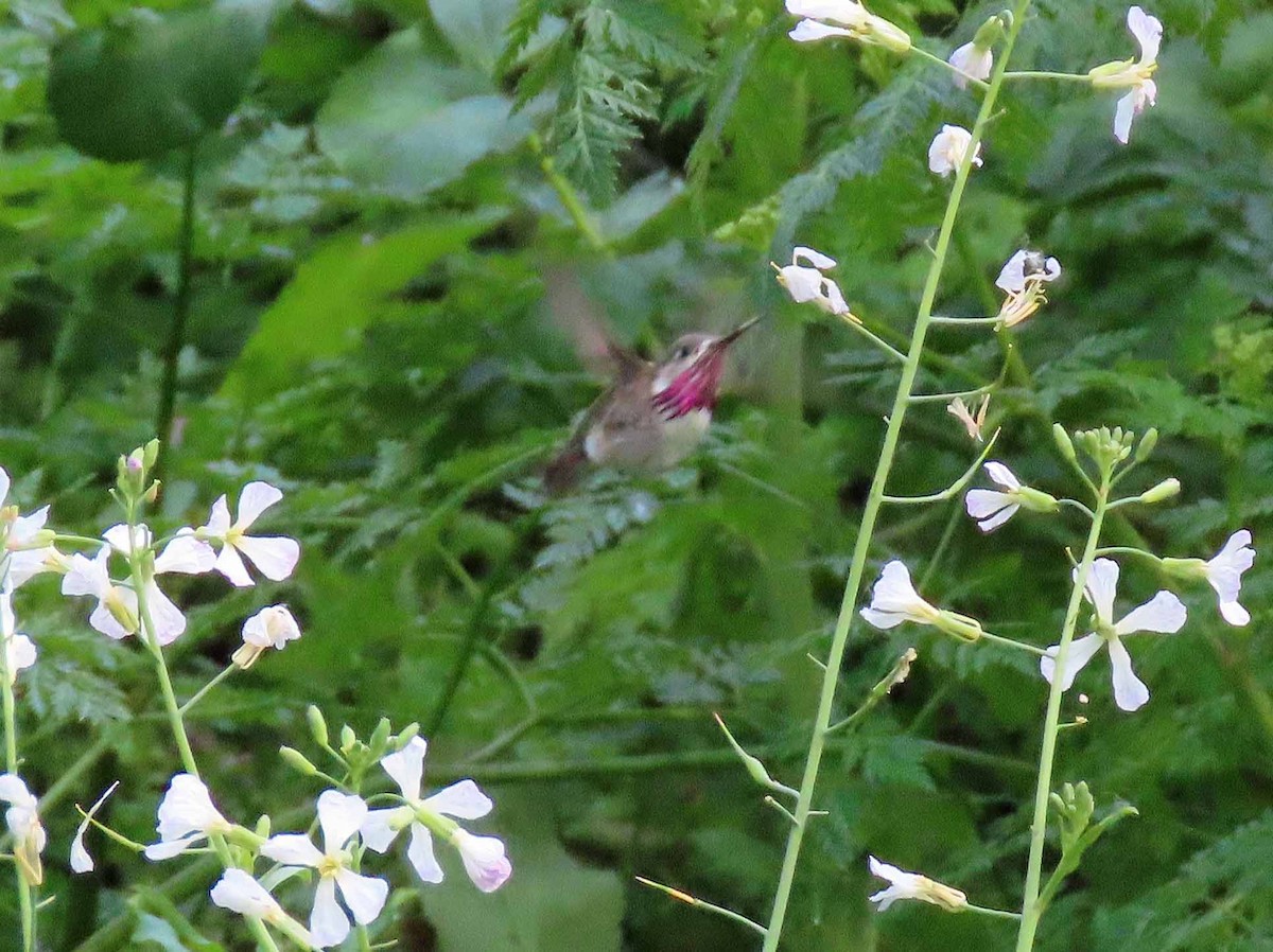 Calliope Hummingbird - ML152876351