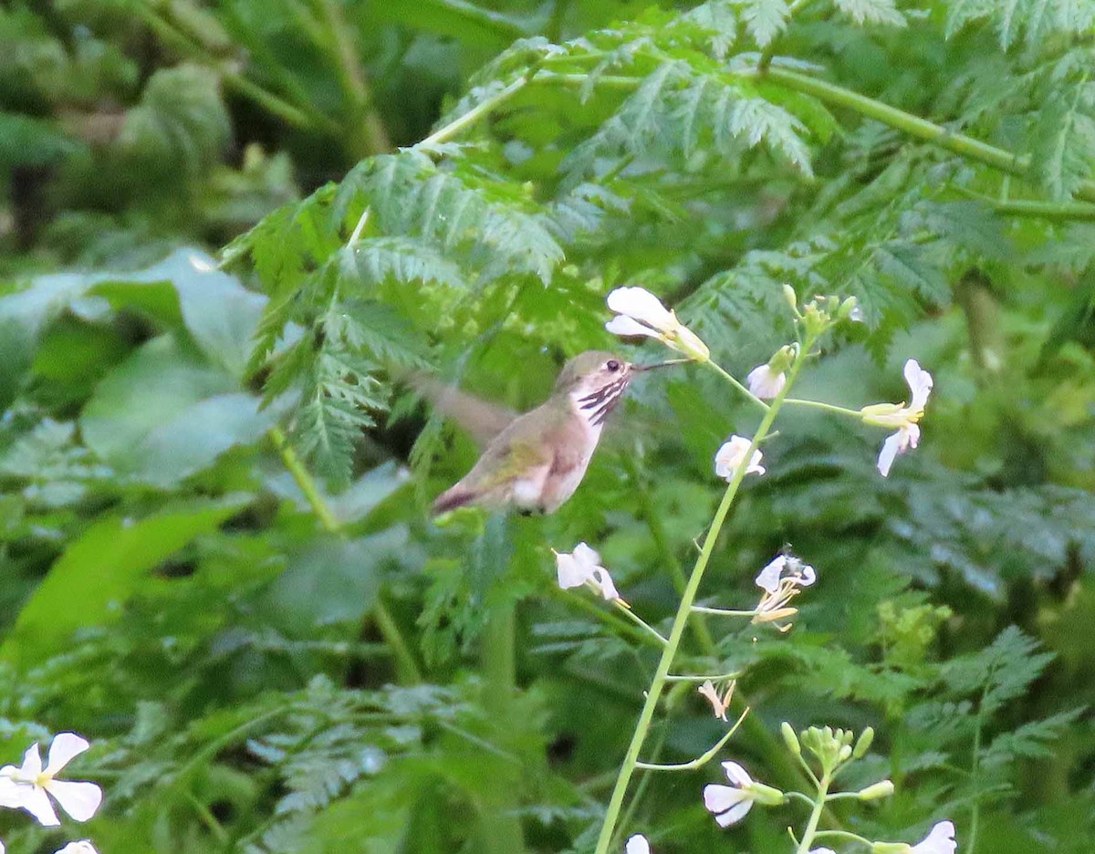 Calliope Hummingbird - ML152876361