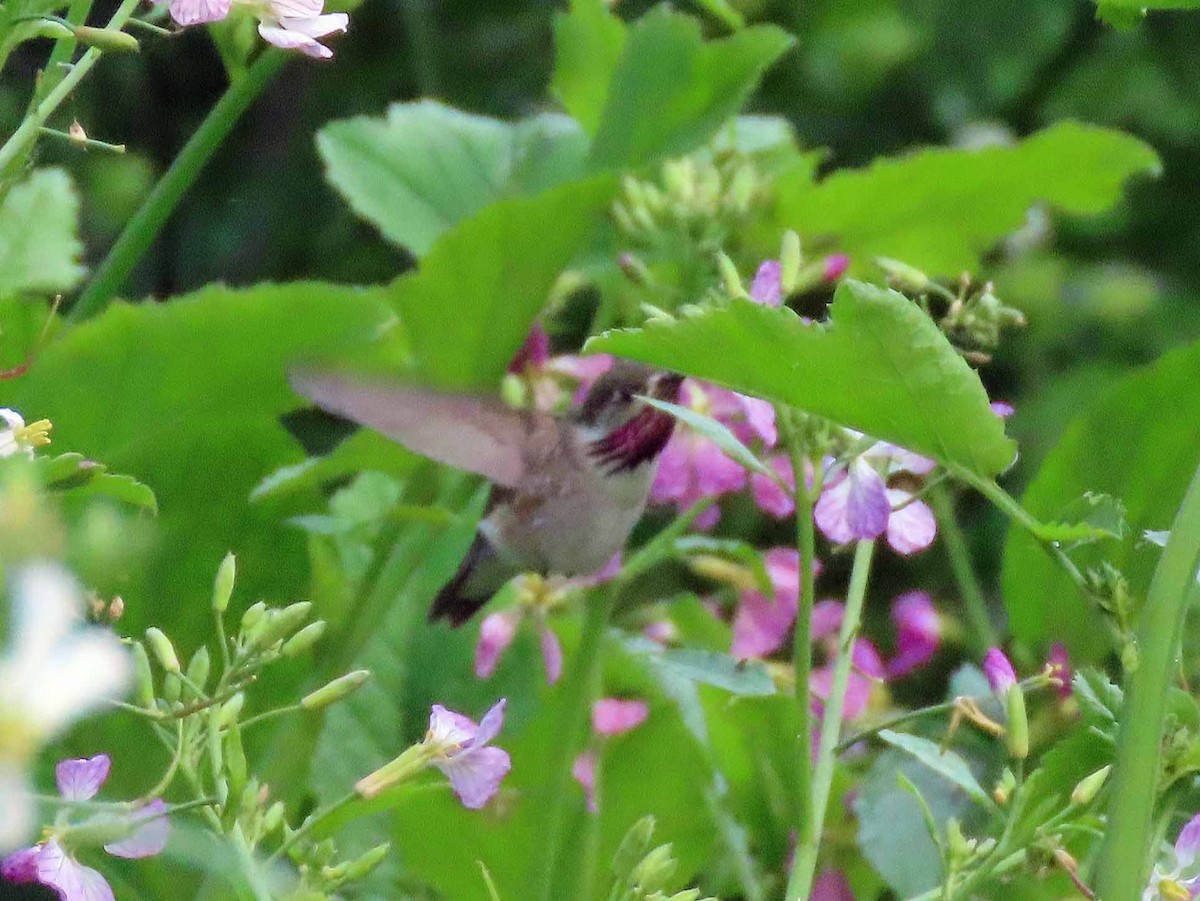 Calliope Hummingbird - ML152876371