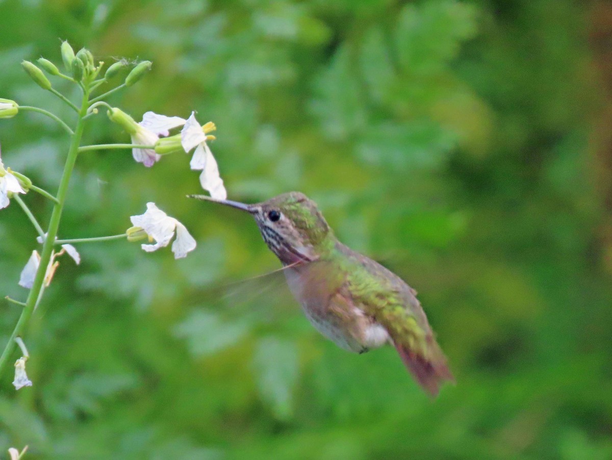 Calliope Hummingbird - ML152876421