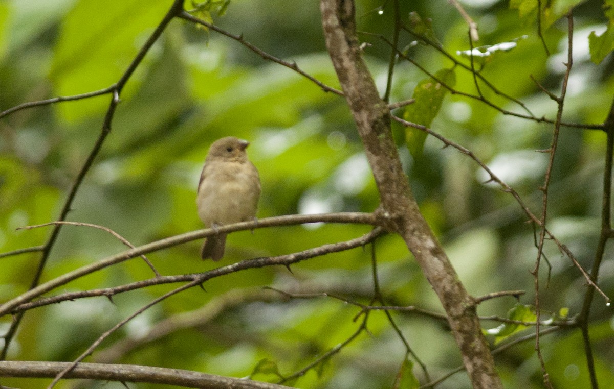 Double-collared Seedeater - Giselle Mangini