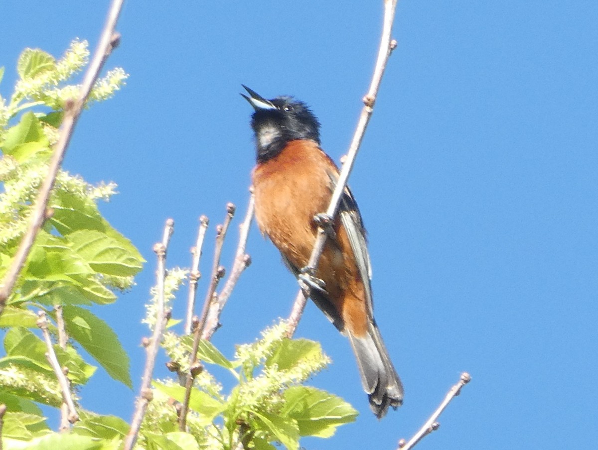 Orchard Oriole - ML152877291