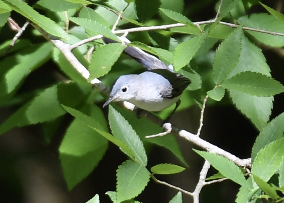 Blue-gray Gnatcatcher - Joe Wujcik