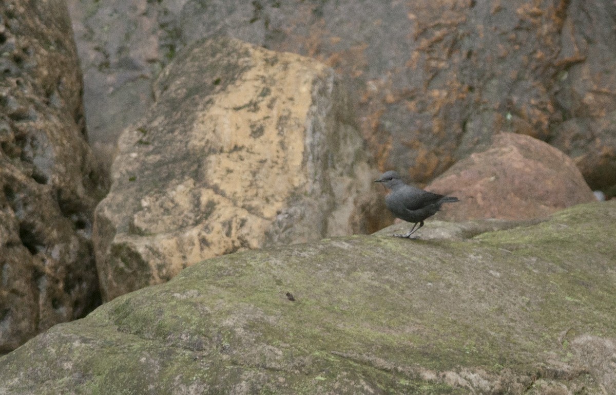 Rufous-throated Dipper - Giselle Mangini