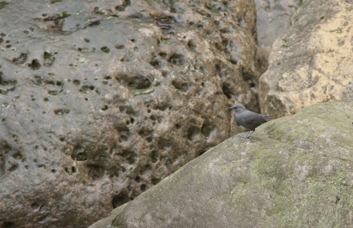 Rufous-throated Dipper - ML152877791