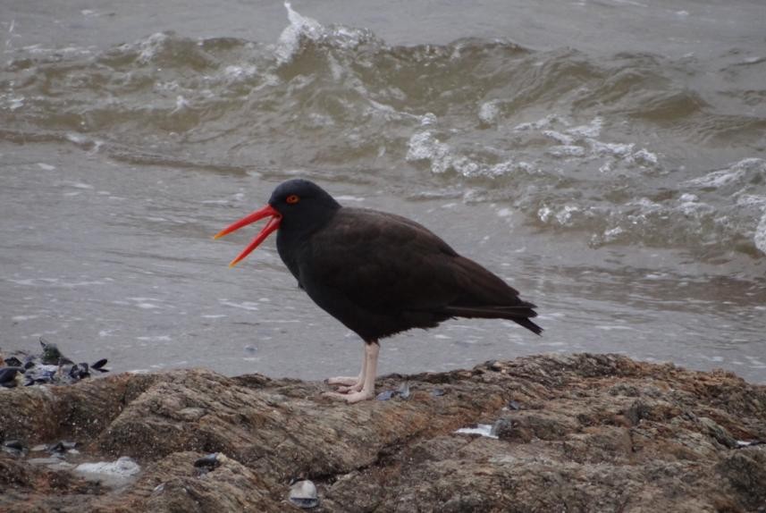 Blackish Oystercatcher - ML152878091