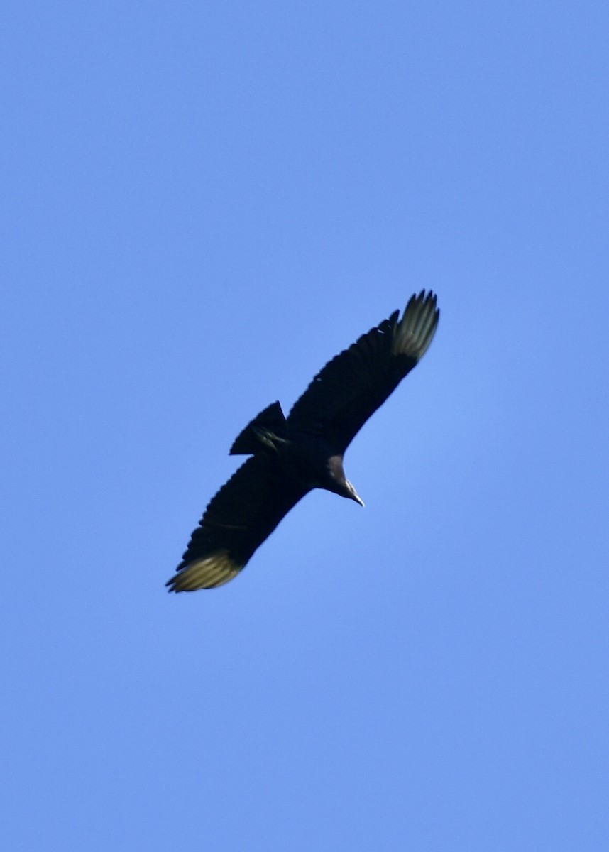 svartkondor - ML152878571