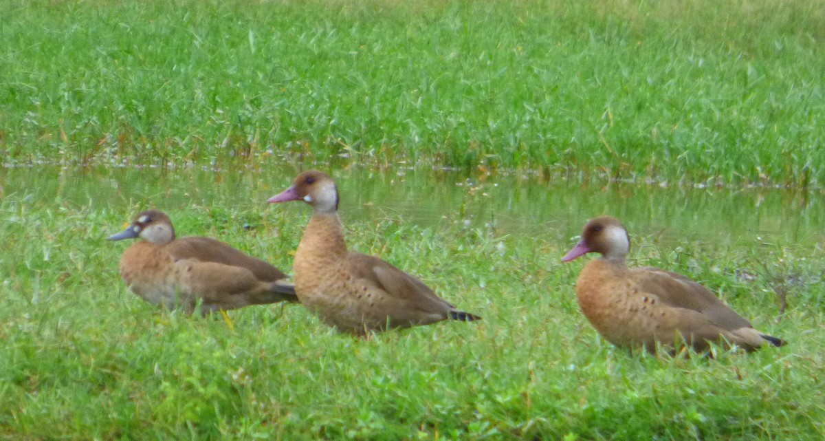 Brazilian Teal - Susana Baño