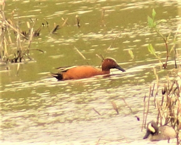 Cinnamon Teal - ML152879001