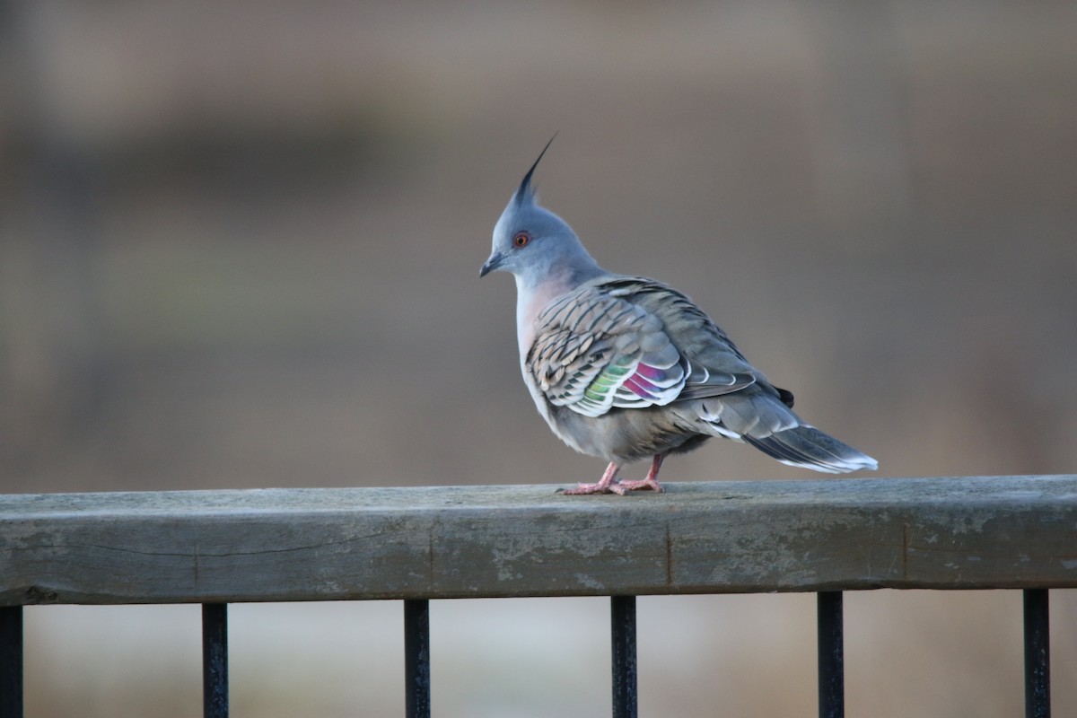 Crested Pigeon - ML152879011