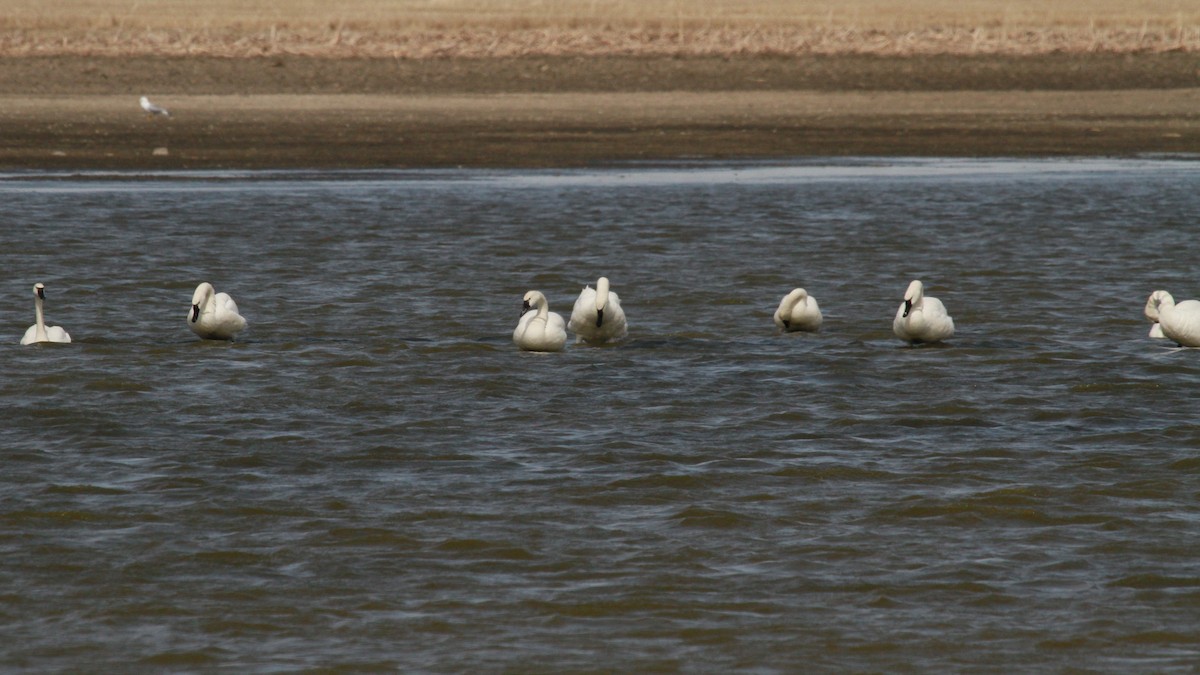 Cygne siffleur - ML152879541