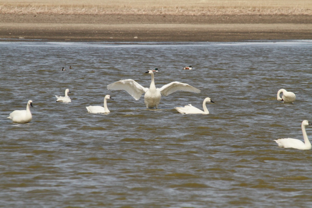 Cygne siffleur - ML152879591