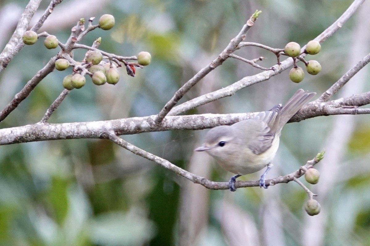 Warbling Vireo - Russ  And Theresa