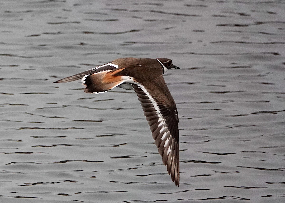 Killdeer - Peter Fang/ Gloria Smith