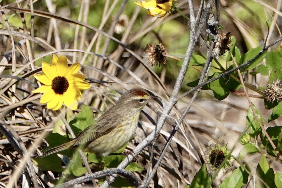 Palm Warbler - Russ  And Theresa